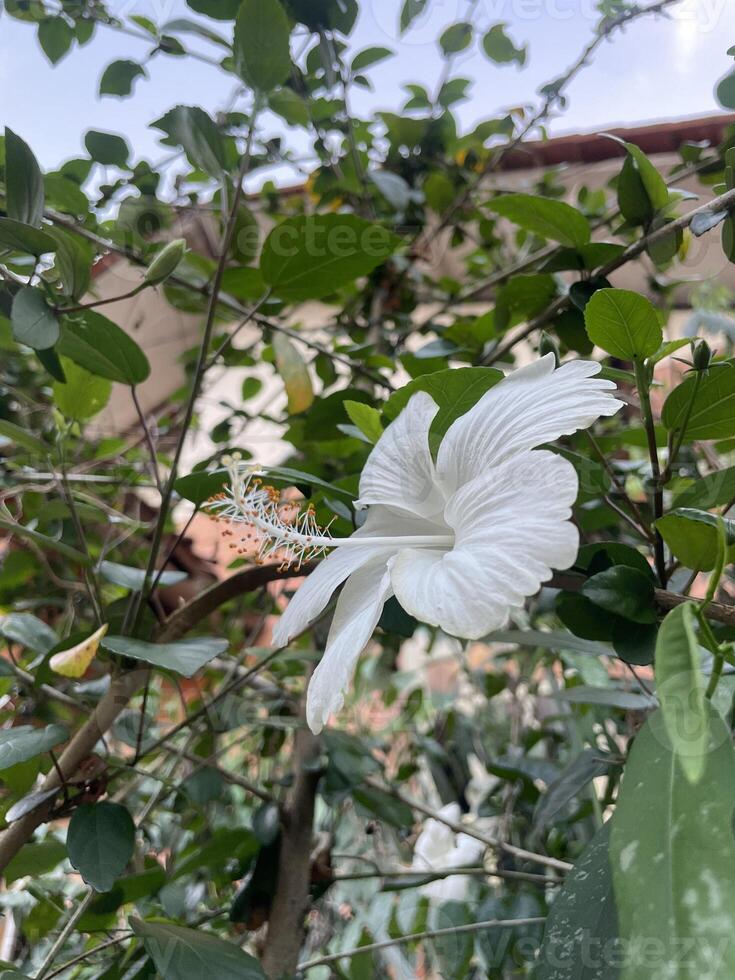 beauty hibiscus flower in the garden photo