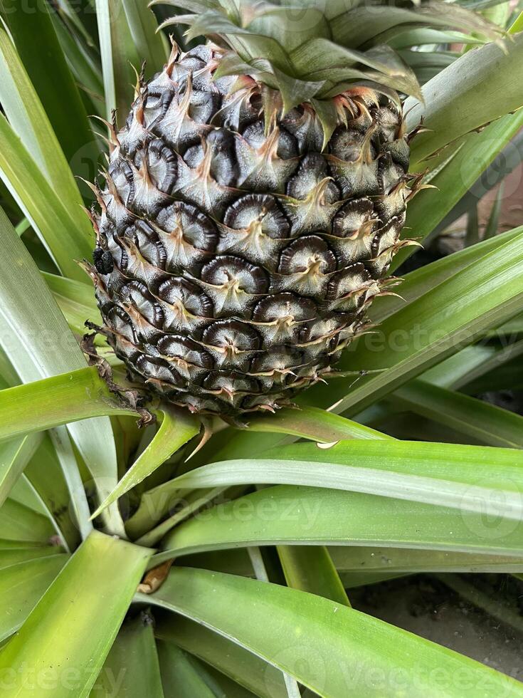 pineapple plant cultivation in the yard photo