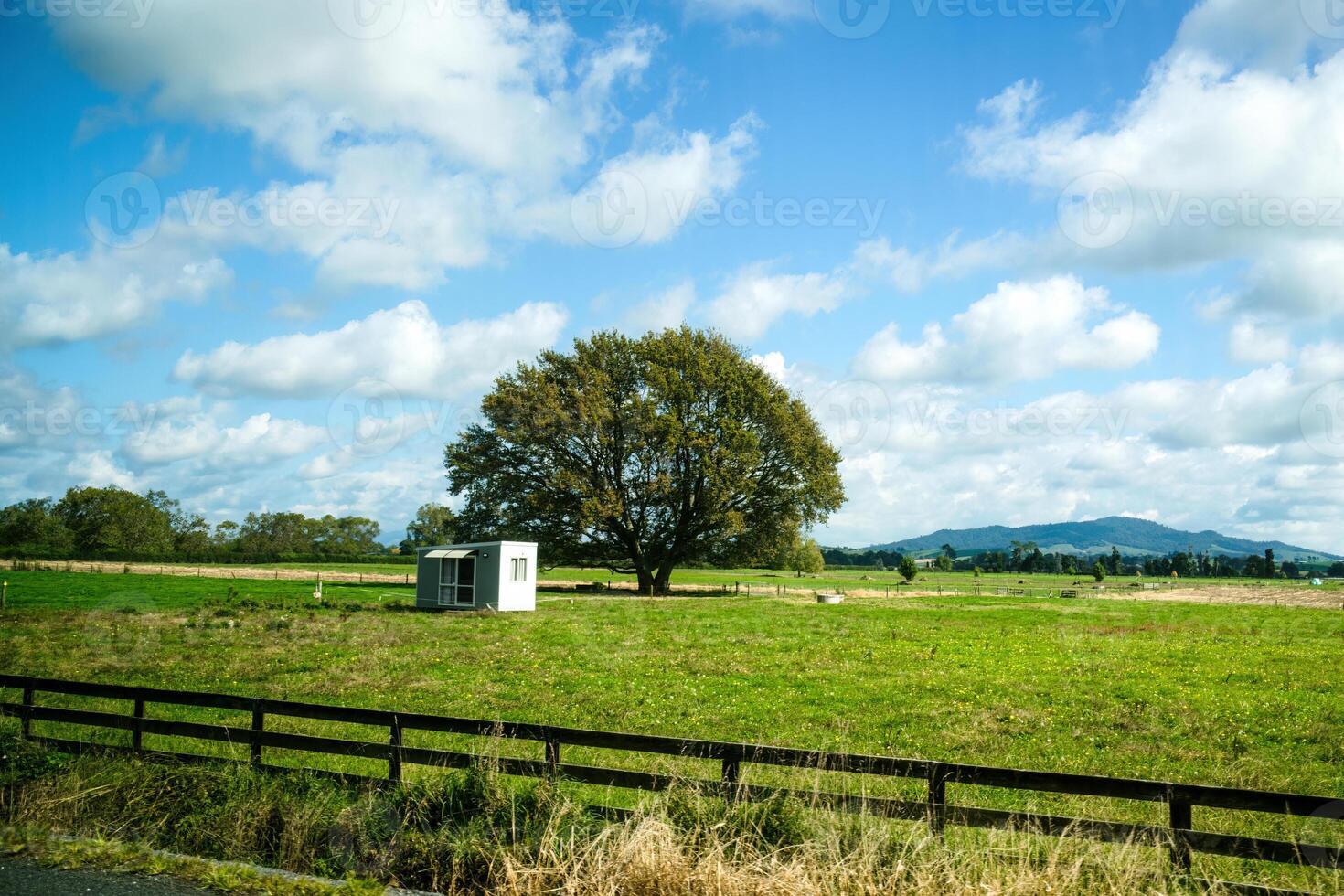 Lonely tree growing on agricultural field in countryside photo