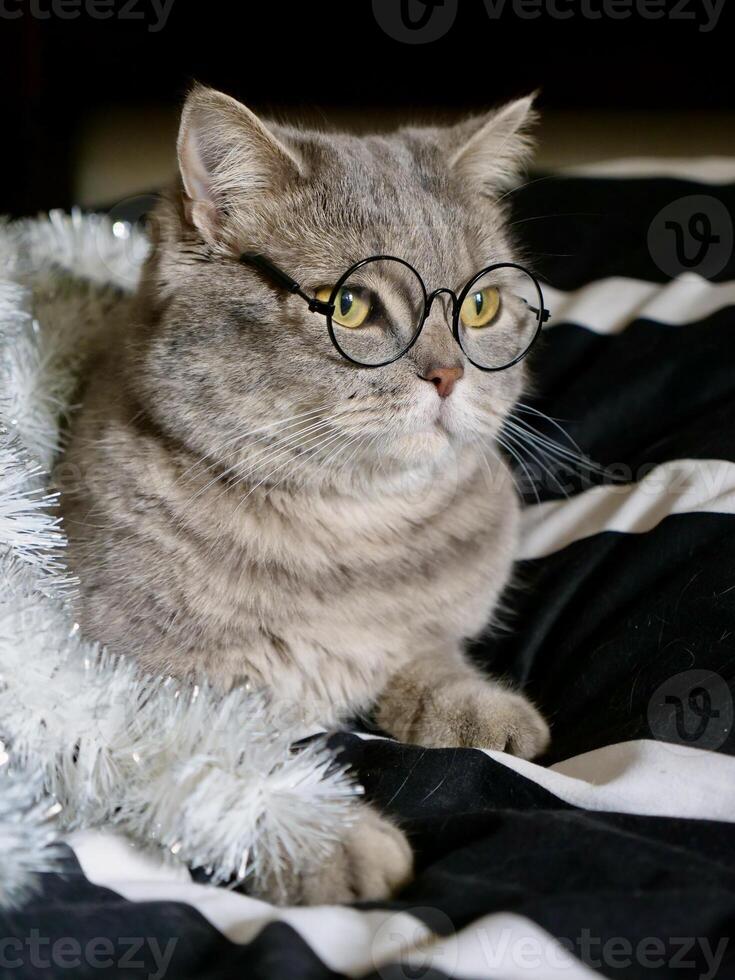 Scottish straight cat celebrates holiday eve Happy New Year 2025 and Merry Christmas , pet in glasses at home photo