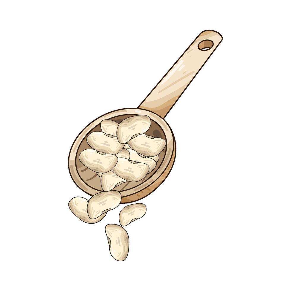 Illustration of cannellini bean vector