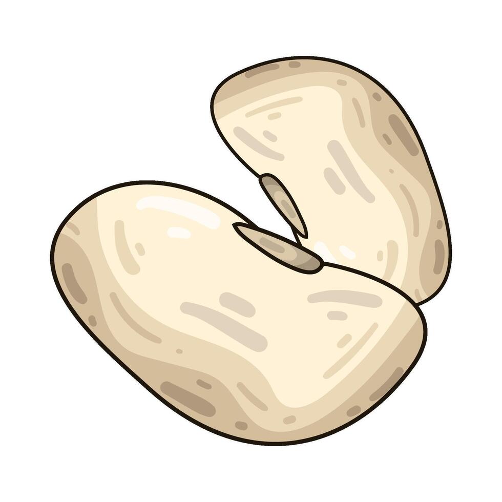 Illustration of cannellini bean vector
