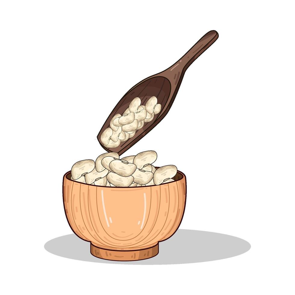Illustration of cannellini bean vector