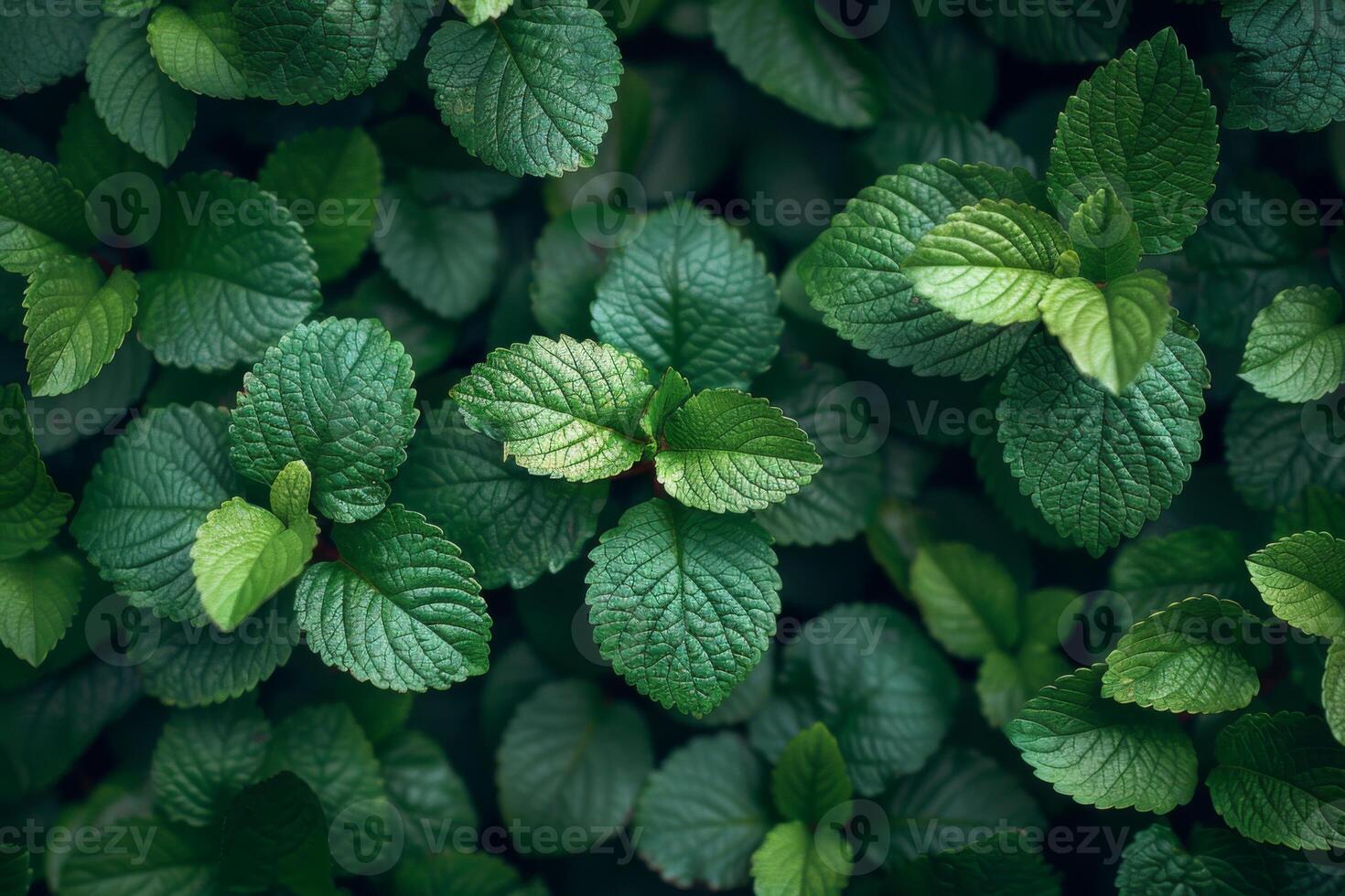 Close-up of lush green leaves, creating a vibrant, natural background with detailed texture photo