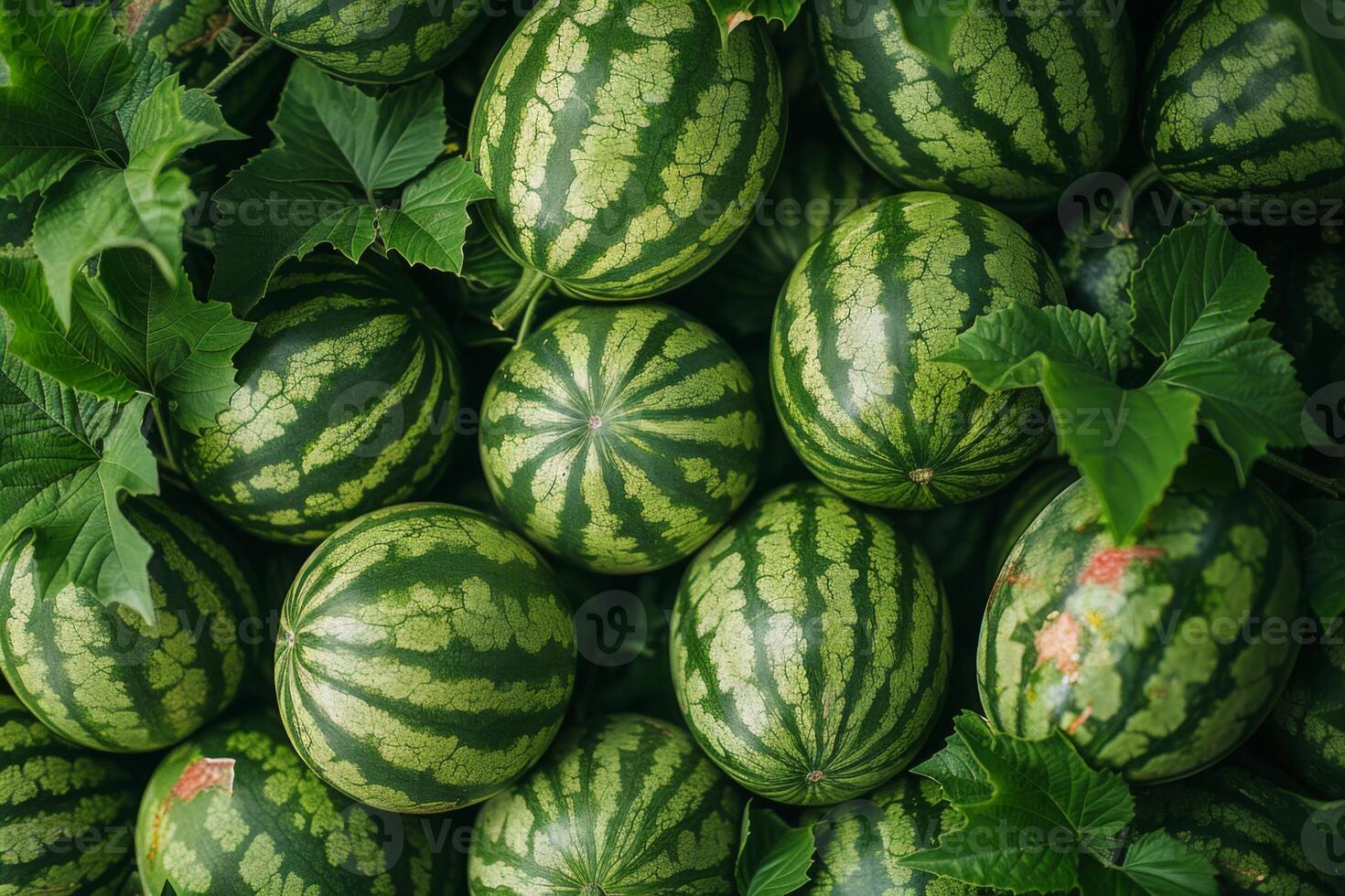 A vibrant pile of green watermelons with distinct stripes and lush leaves, showcasing the fresh, ripe, and juicy summer fruit. Perfect for refreshing, healthy, and delicious produce photo
