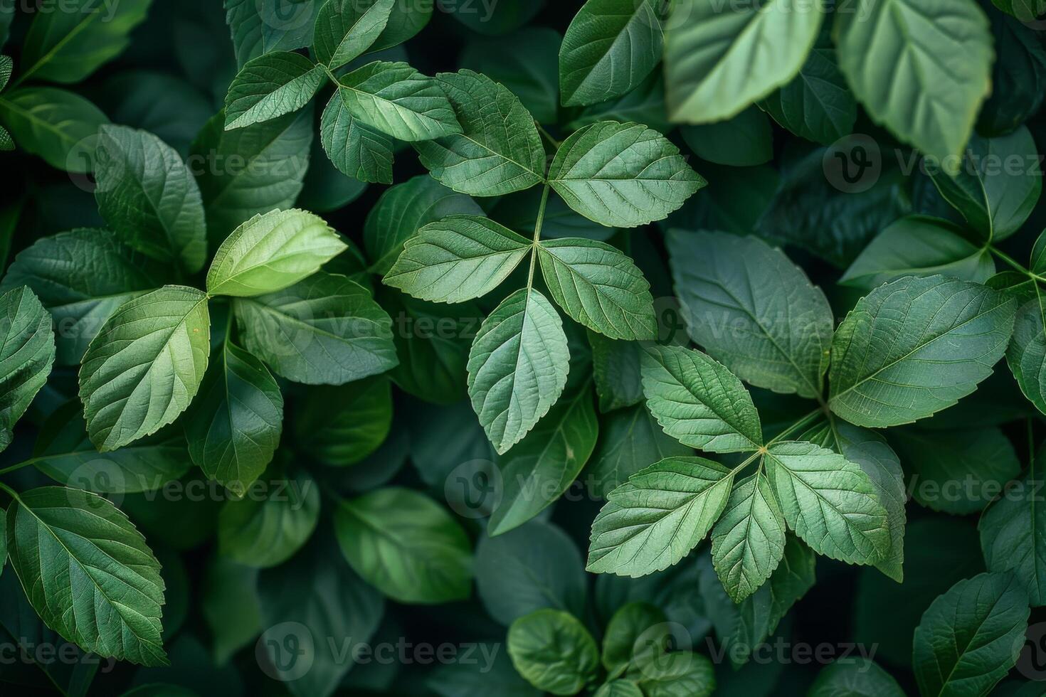 Lush green leaves forming a dense, vibrant background, perfect for nature and botanical designs photo
