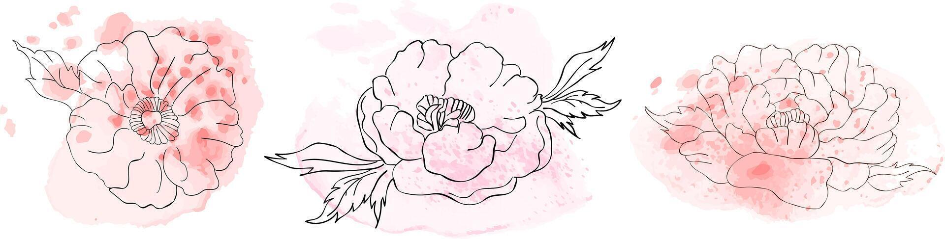 Set of isolated linear peonies on white background Monolinear flowers with watercolor spots for greeting cards vector