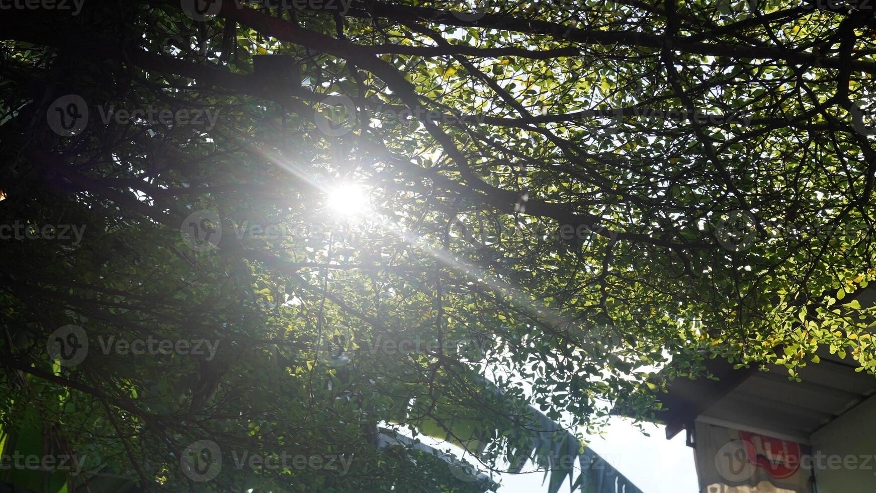 sunlight filters through a dense canopy of green leaves. The sun casts bright light, creating contrast with the shadows of the leaves photo