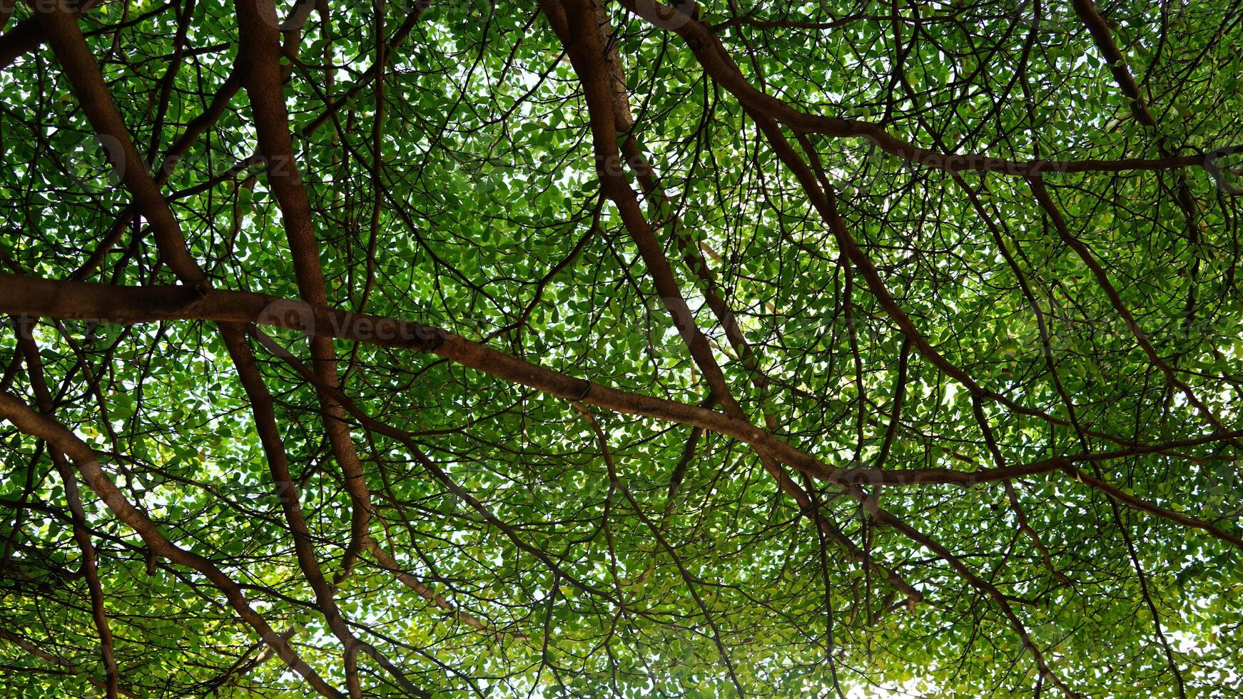 the view from under the tree shows a canopy of lush green leaves, with branches reaching out in various directions. Sunlight filters through the leaves, creating a dappled effect on the soil beneath photo