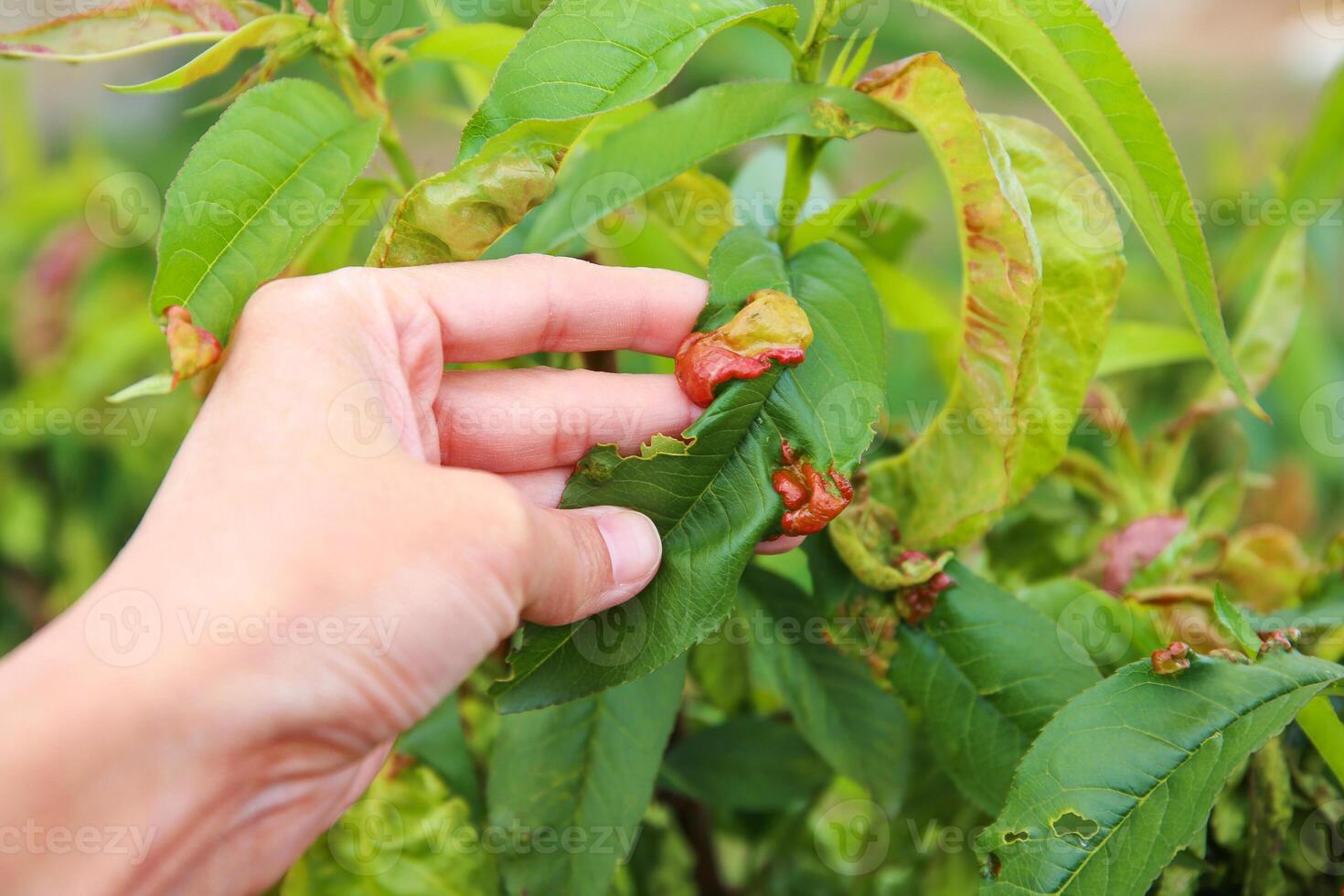 Peach leaves are affected by fungus. Concept of diseases and pests on tree. Curly peach leaves. photo
