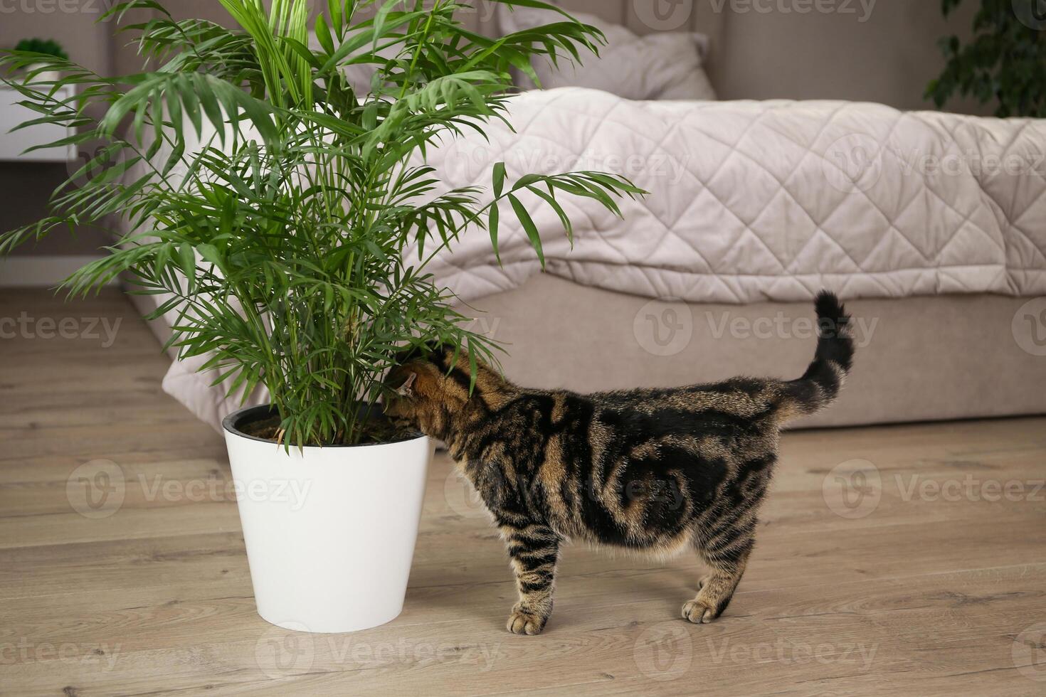The cat sniffs a pot with a flower. photo