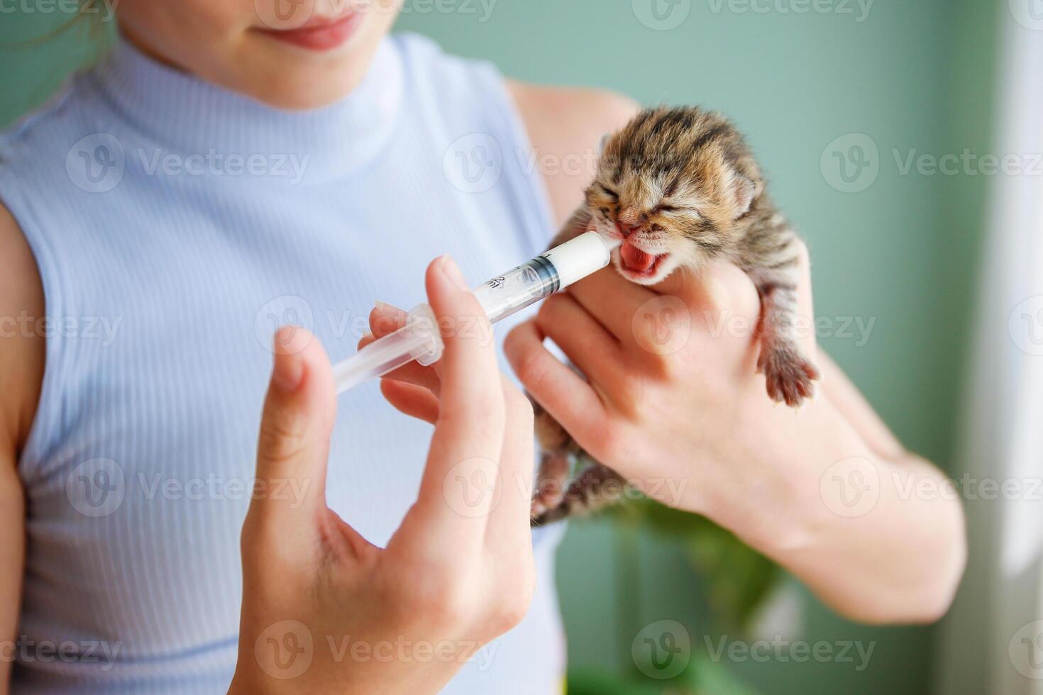 A newborn kitten drinks milk from a syringe. Artificial feeding. photo