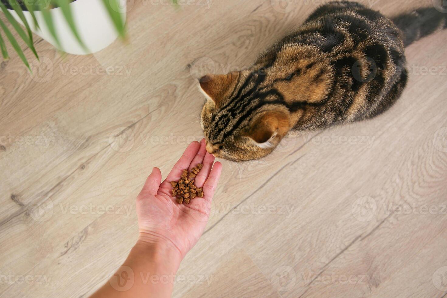 A woman feeds a cat with dry food from her hands. The main focus is on the hand with the feed. photo