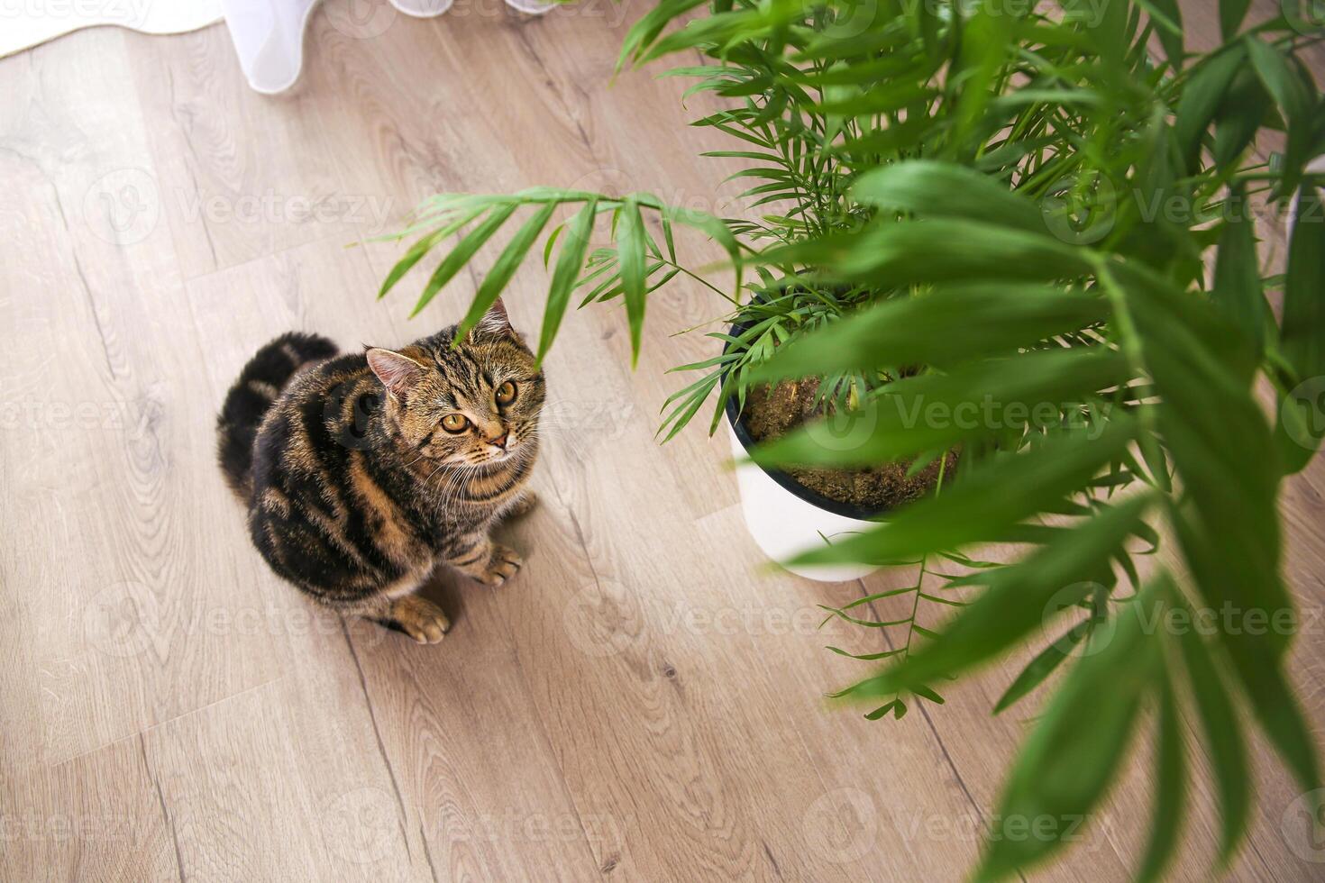 The cat is lying on the floor in the room. photo