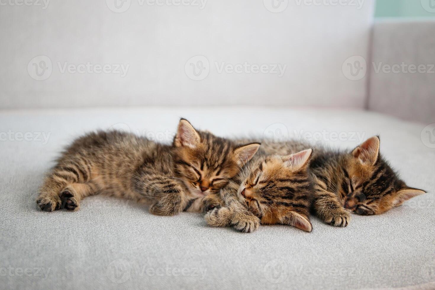 Kittens are sleeping on a gray sofa. photo
