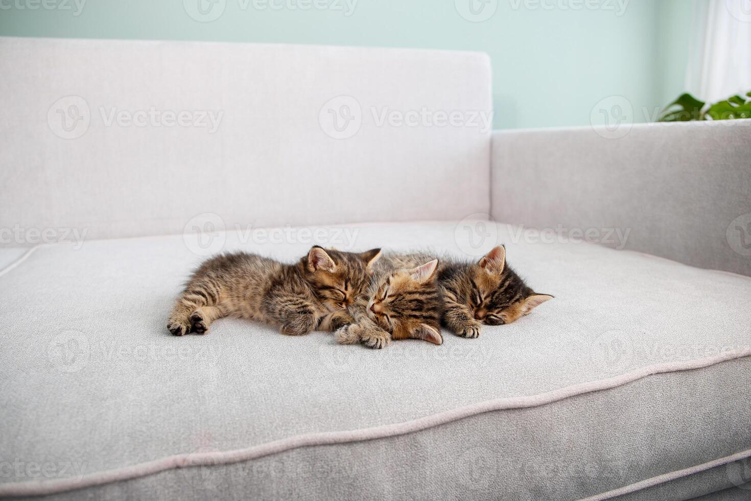 Kittens are sleeping on a gray sofa. photo