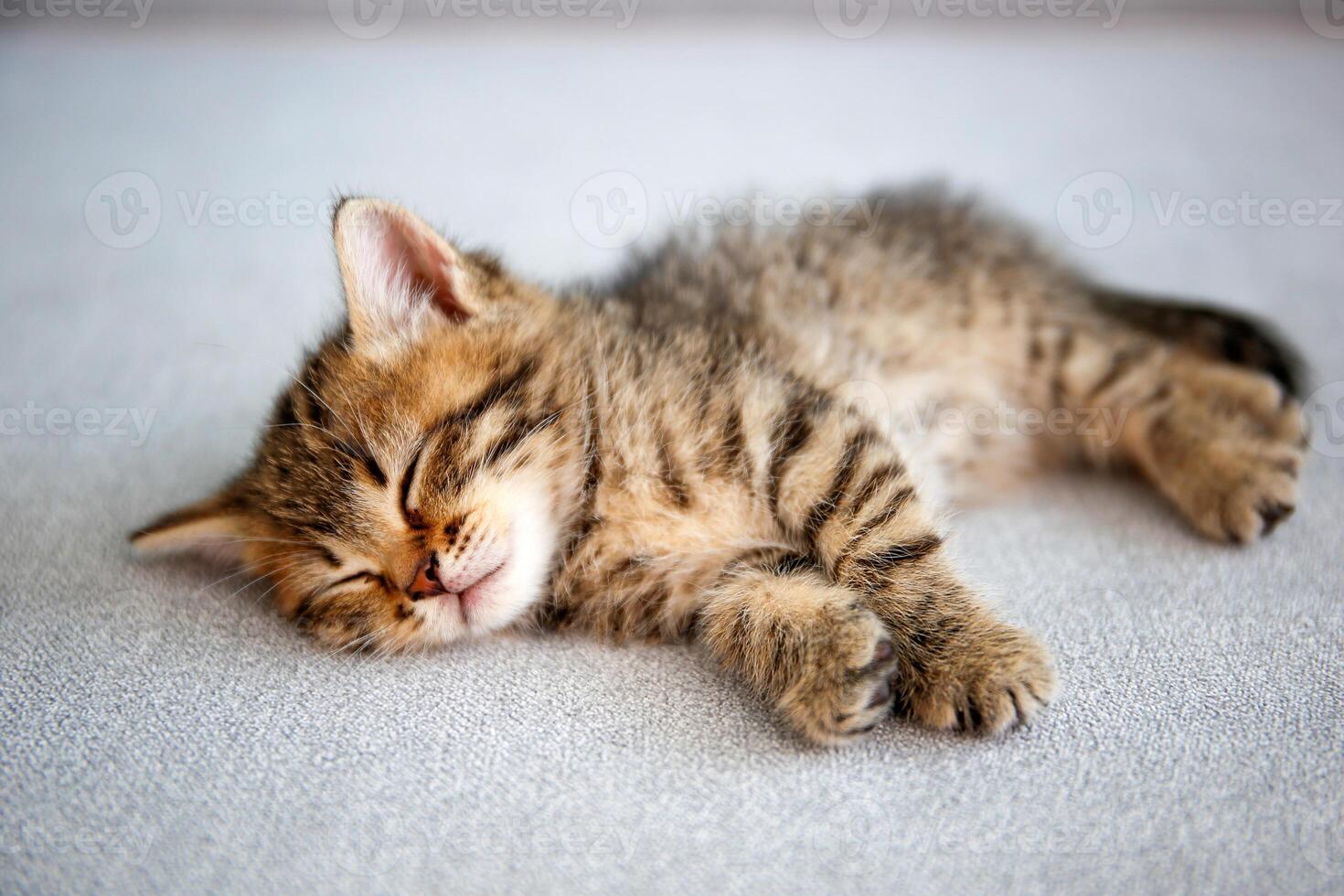 Kitten is sleeping on a gray sofa. photo