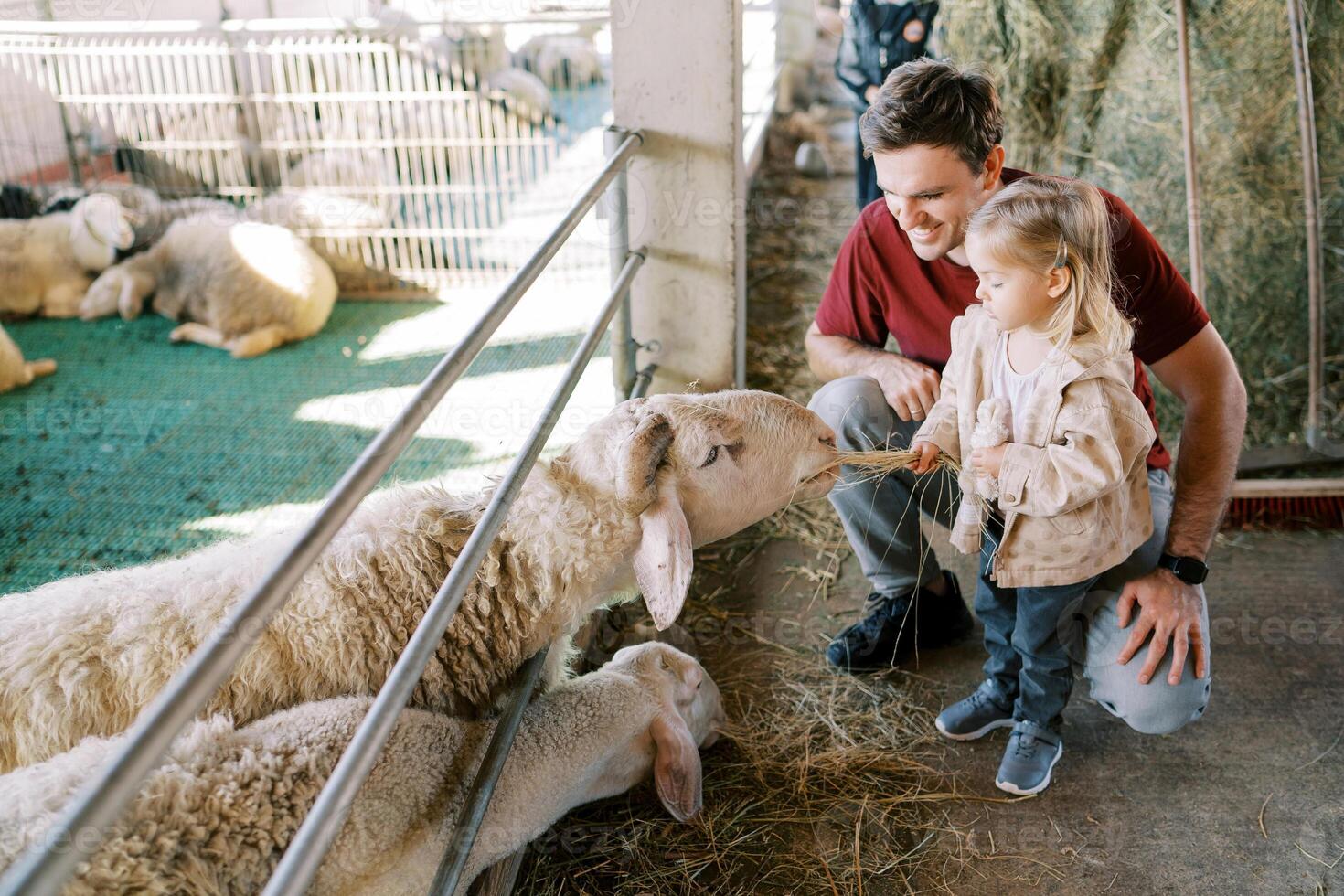 White sheep stretches across the fence of the pen for hay in the hands of a little girl standing next to her dad photo