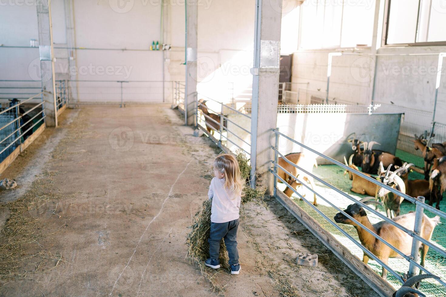 Little girl with a large sheaf of hay walks through the farm towards the goat pen. Back view photo