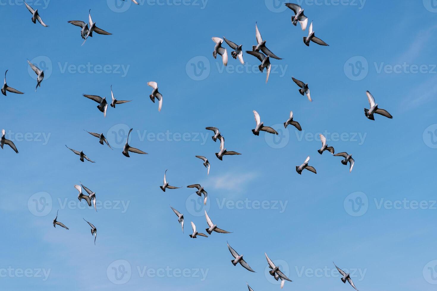Flock of pigeons flies in the blue sky photo