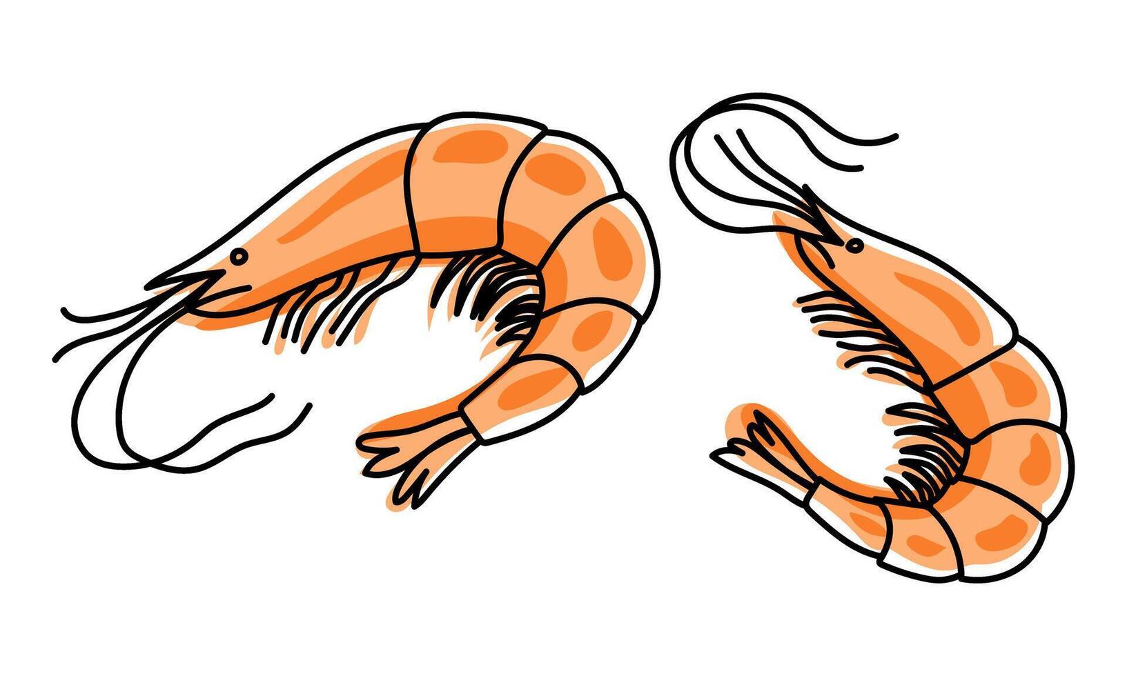 Shrimps isolated on transparent background, fresh sea food. vector