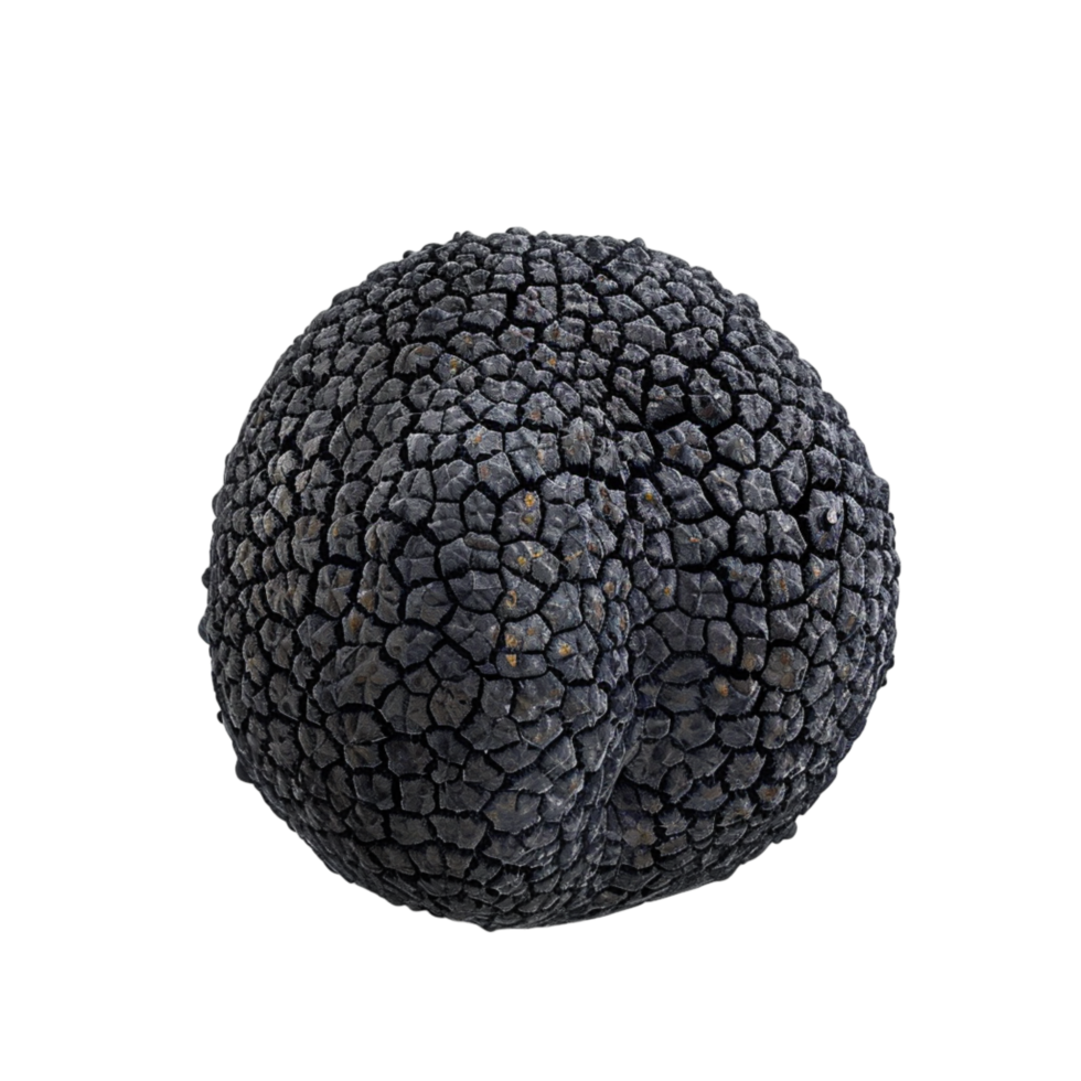 Generated Ai Black edible winter truffle top view png
