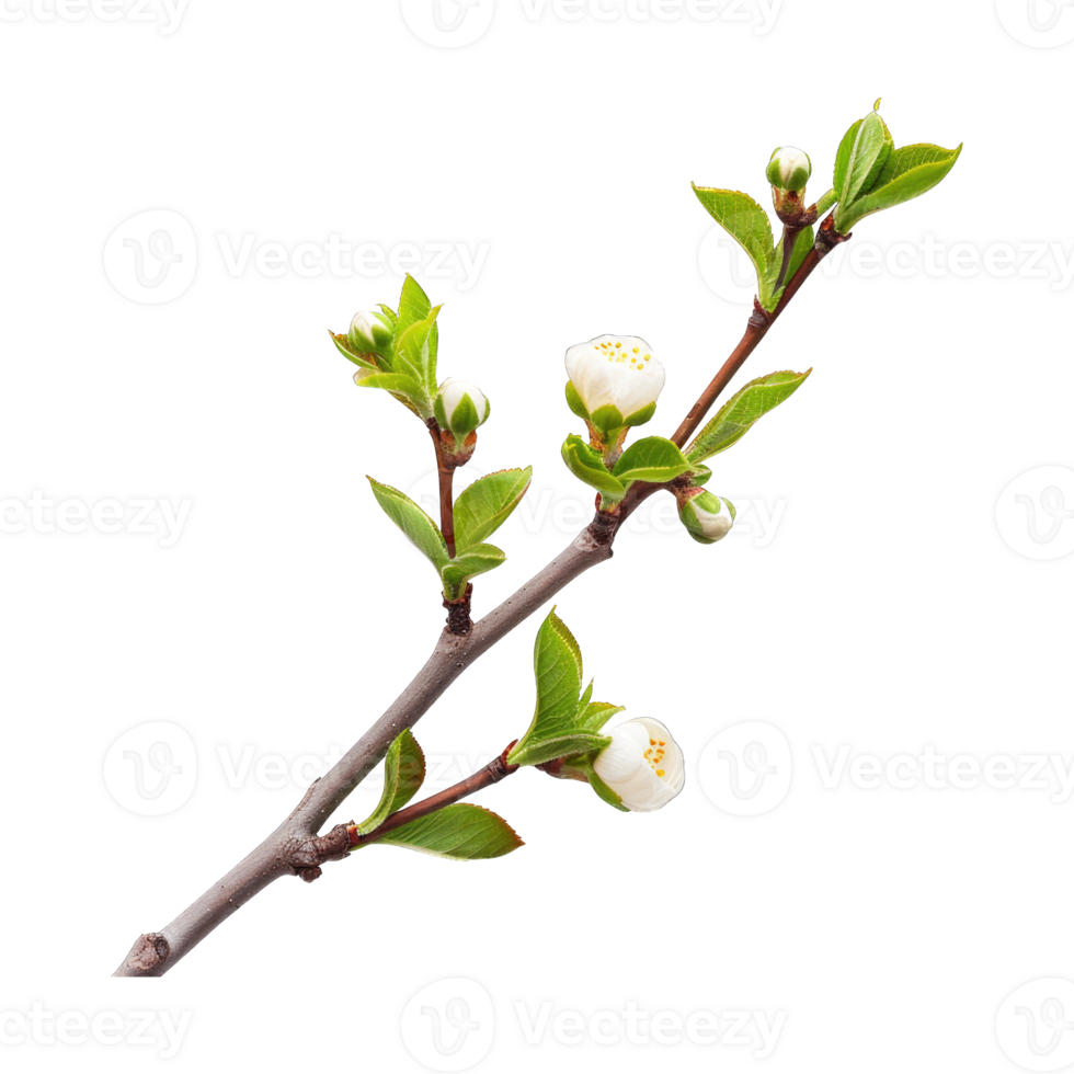 Apple tree flowers on twig isolated on transparent background cutout png
