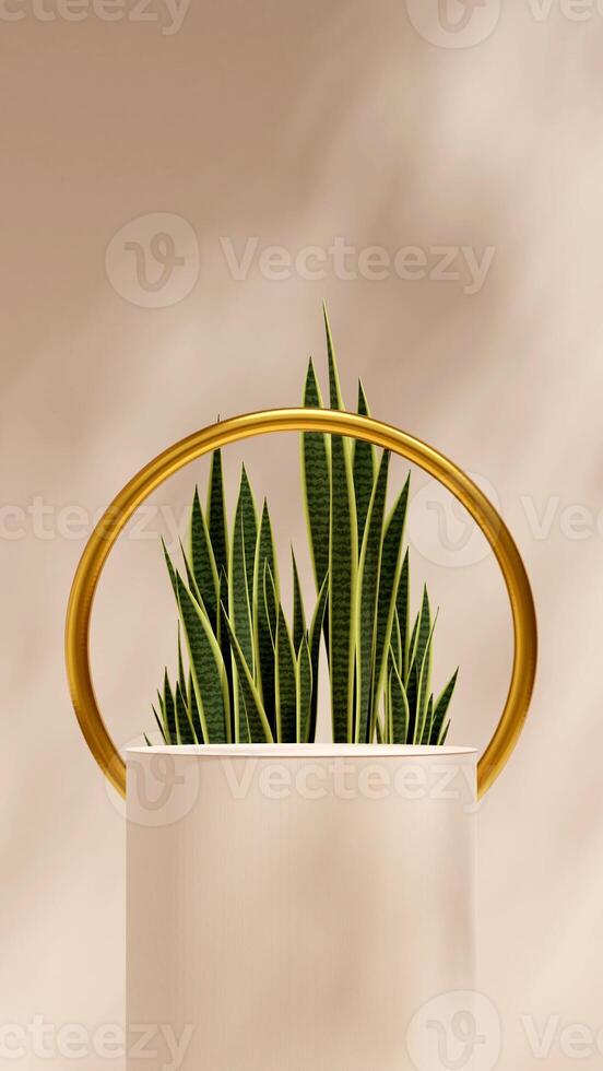 3d rendering mockup cylinder podium in portrait with green snake plant and gold ring background photo