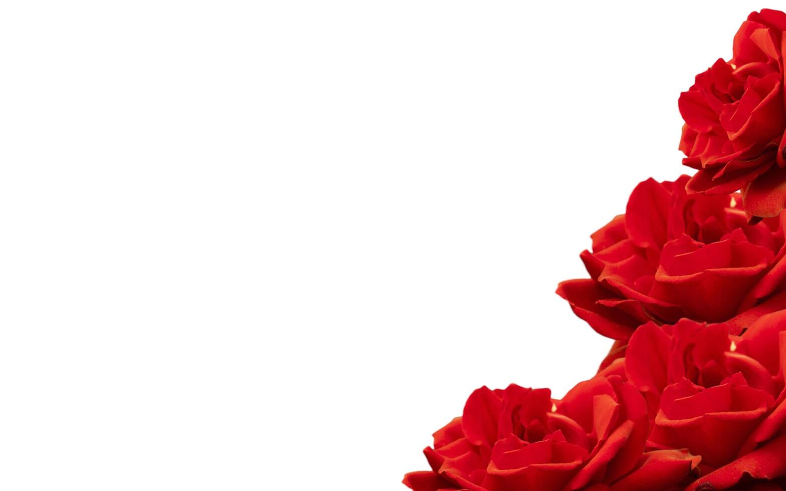 Red roses on banner. Copy space for text photo