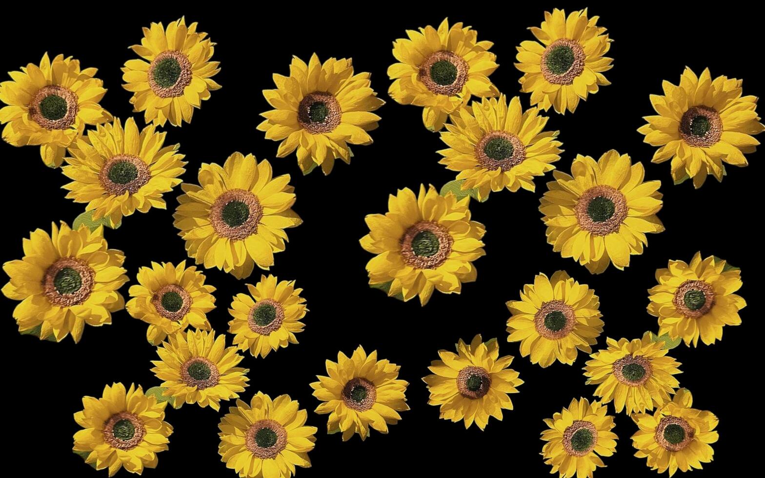 Beautiful group of sunflowers on a black background. Great for adding design elements. photo
