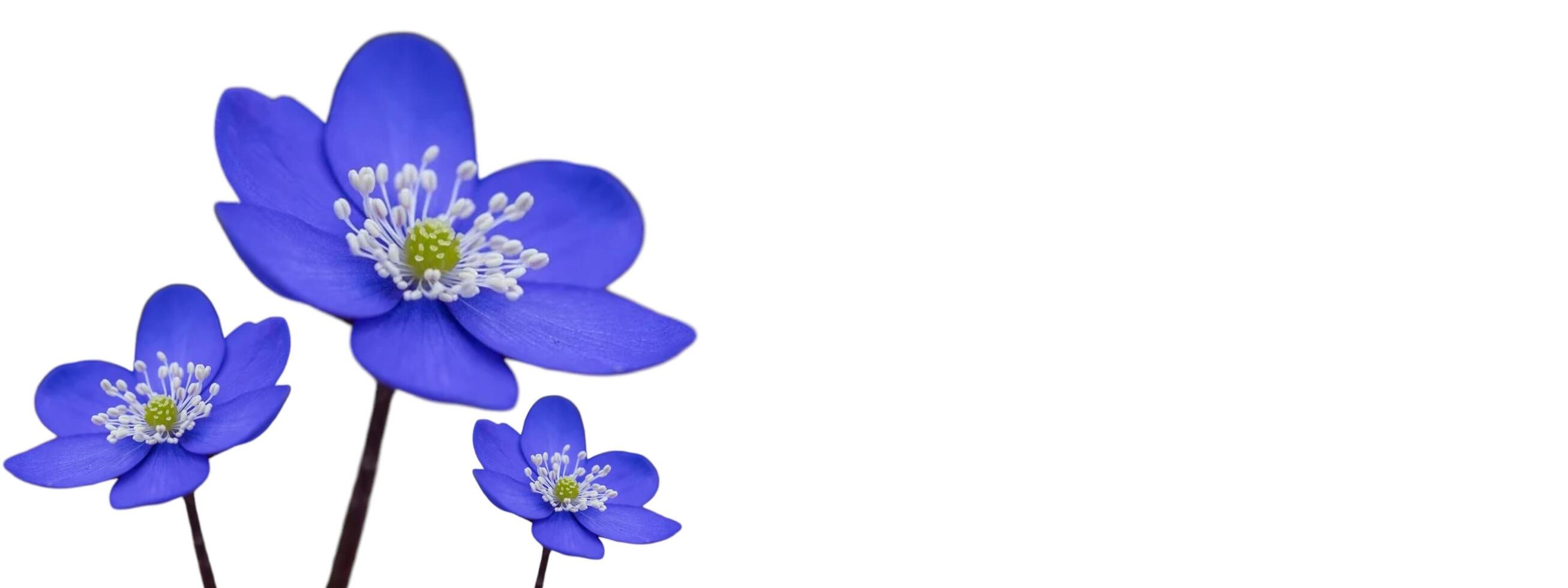 Violet flowers on the banner. Copy space for text on the happy day. photo