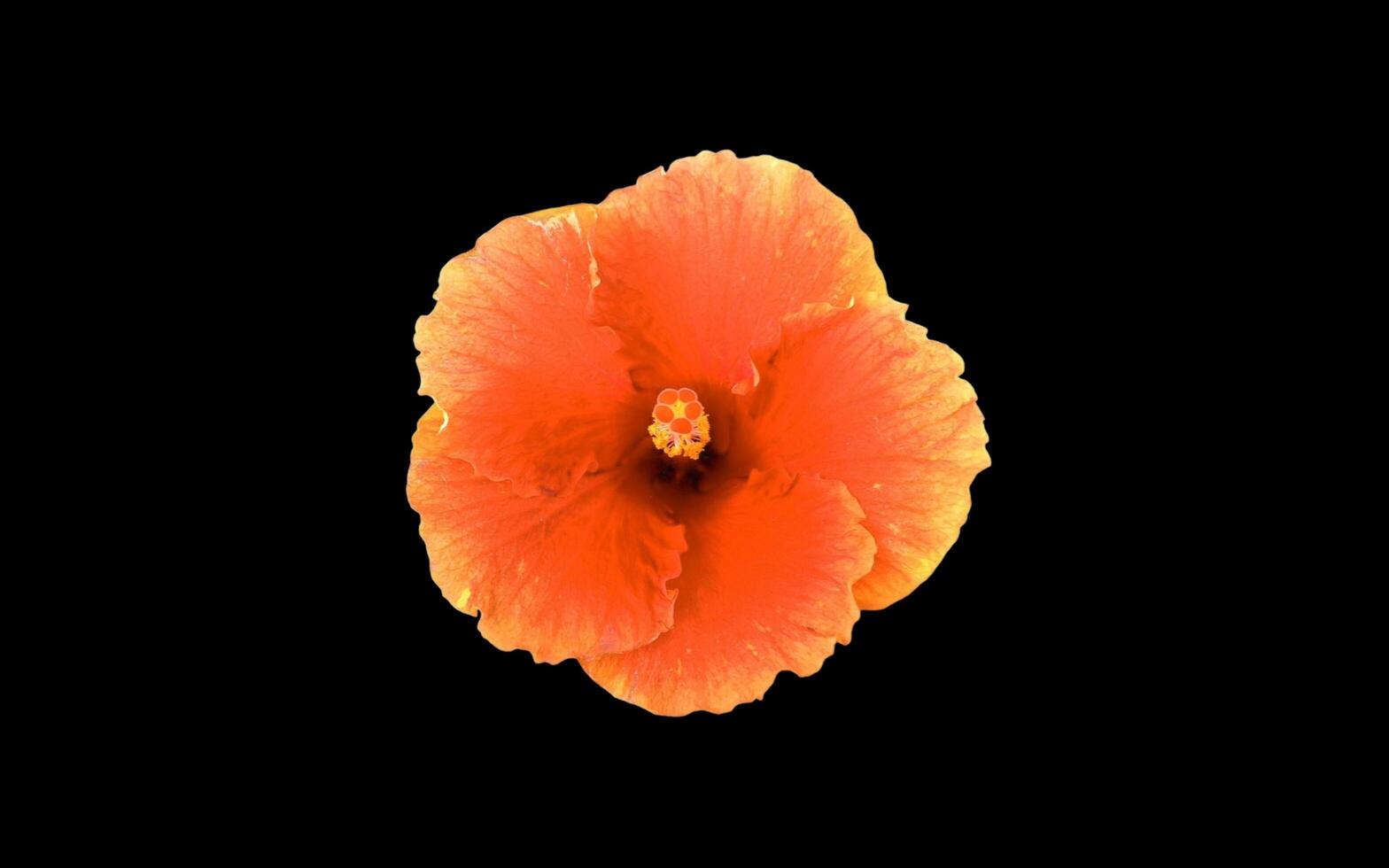 flower petals on negative space background photo