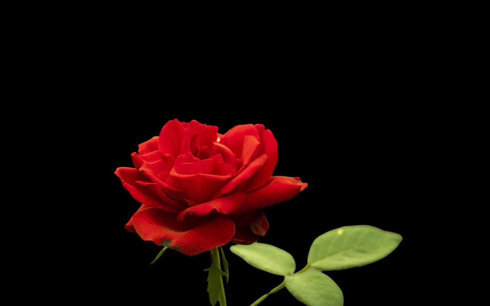 Red roses on banner. Copy space for text photo