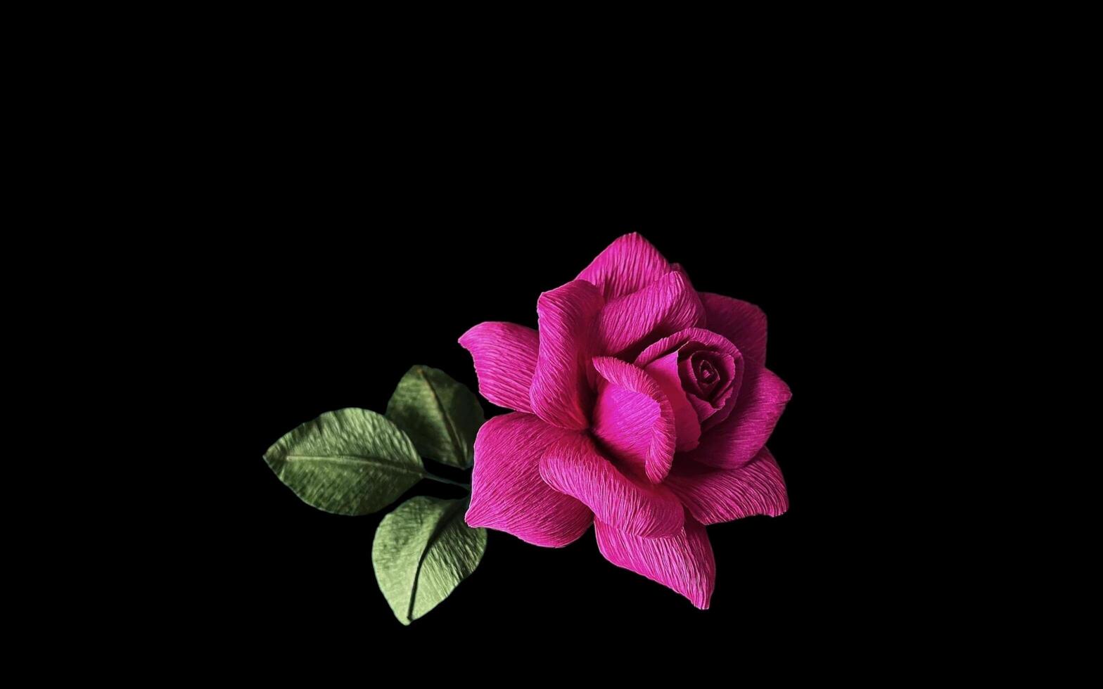 Abstract beautiful spring rose flowers on copy space background. Rose flowers on copy space frame. photo