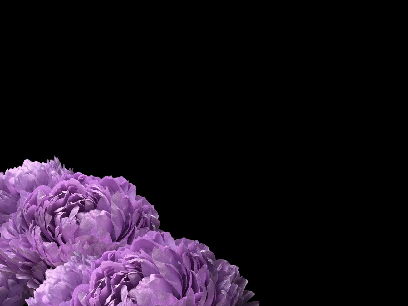 Abstract beautiful blooming purple rose flower on copy space background. Purple rose flower on copy space frame. photo