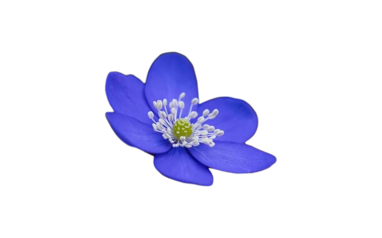 Violet flowers on the banner. Copy space for text on the happy day. photo