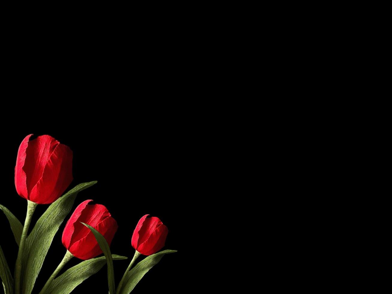 Abstract beautiful blooming rose flower on copy space background. Purple flower on copy space frame. Abstract beautiful blooming rose flower background. photo