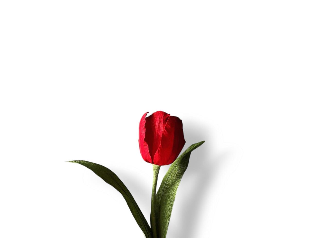 Abstract beautiful blooming rose flower on copy space background. Purple flower on copy space frame. Abstract beautiful blooming rose flower background. photo