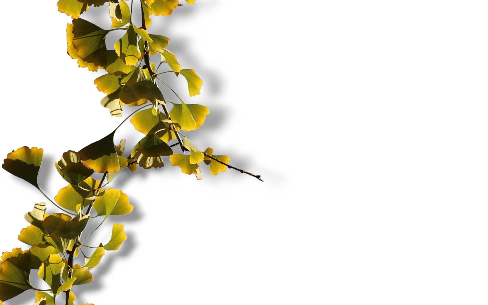 Tropical leaves banner on white background with copy space photo