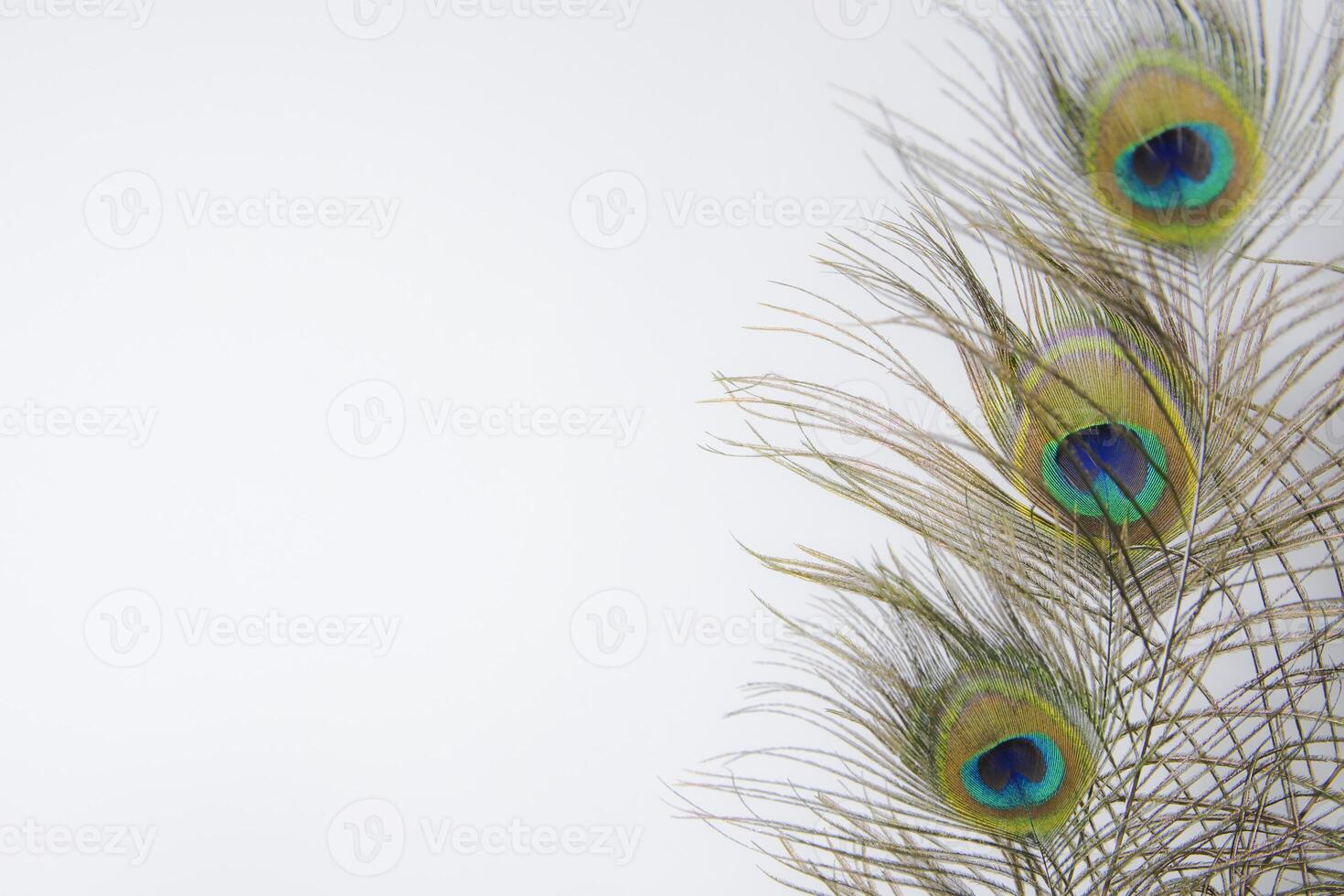 peacock feather isolated on white close up photo