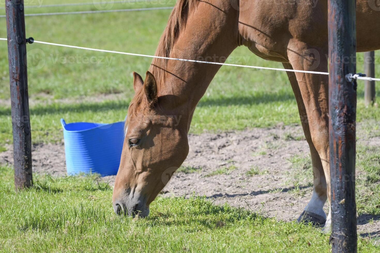 Brown beautiful young horse eats grass behind a pasture fence photo