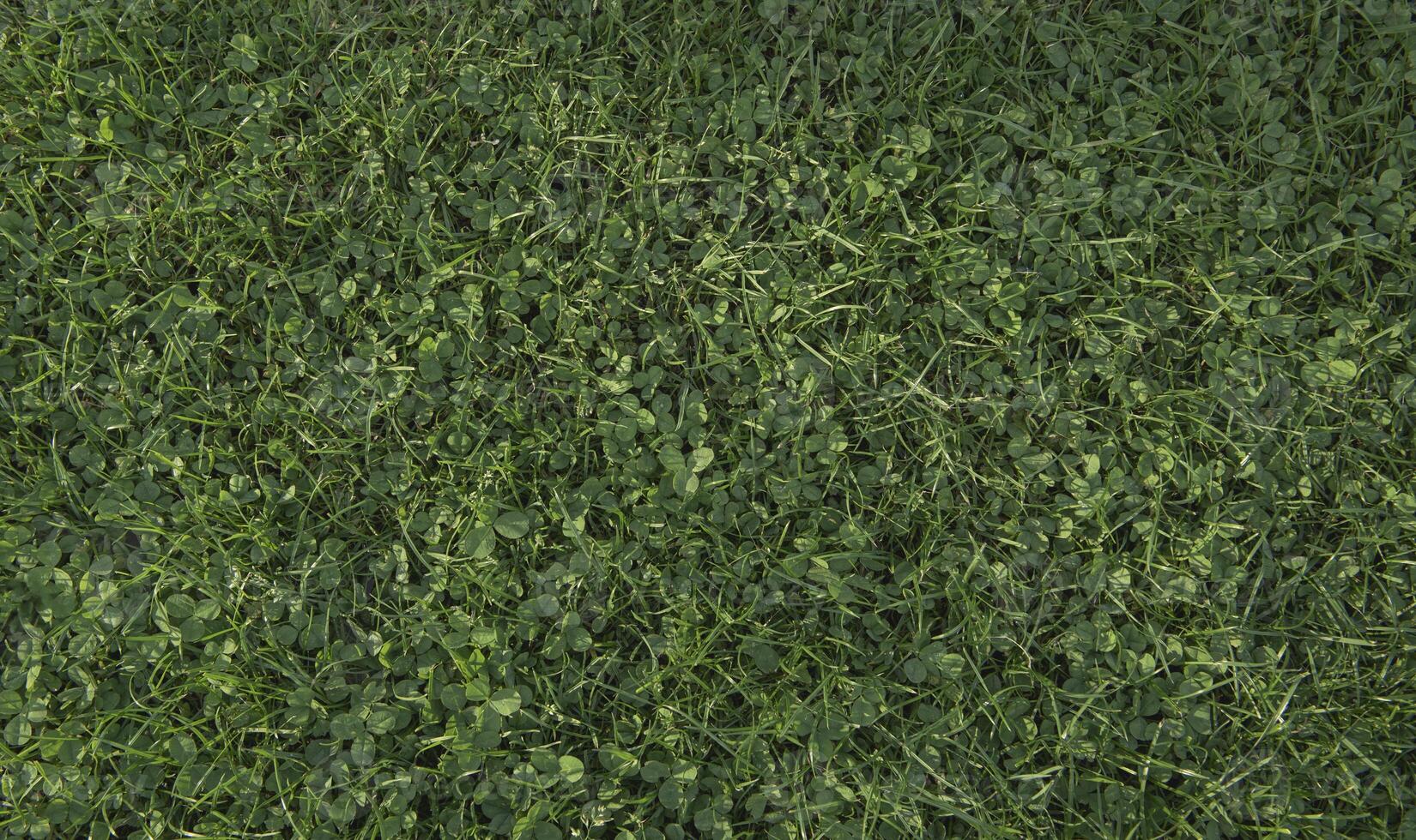Grass lawn clover soft sunlight. Texture flat lay. photo