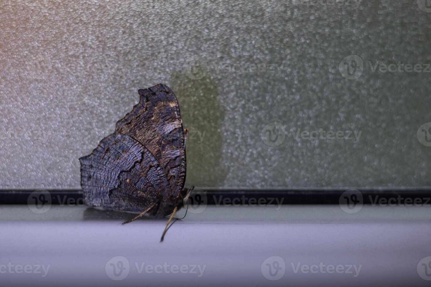 Autumn butterfly on the windowsill, dark color of the wings. selective focus photo