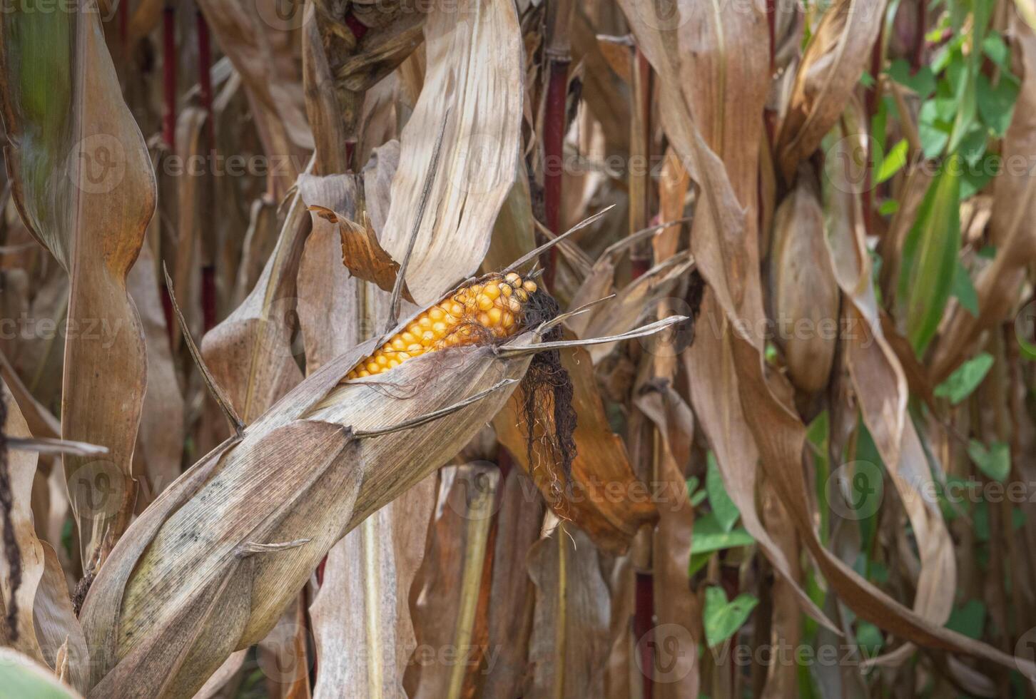 corn stalks and ears in the field after harvest. photo