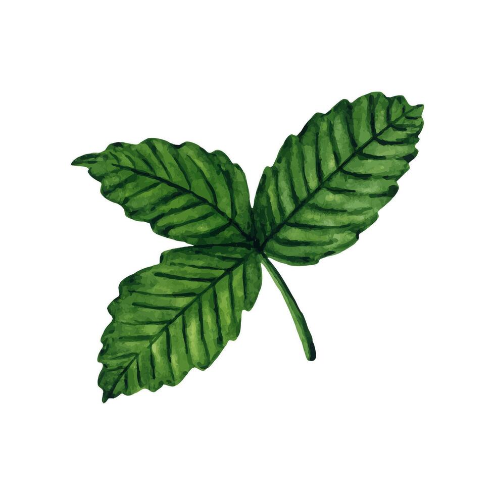 Strawberry plant leaves isolated on white background, hand drawn watercolor illustration. Ideal for background, pattern, postcard, greeting, logo, menu. vector