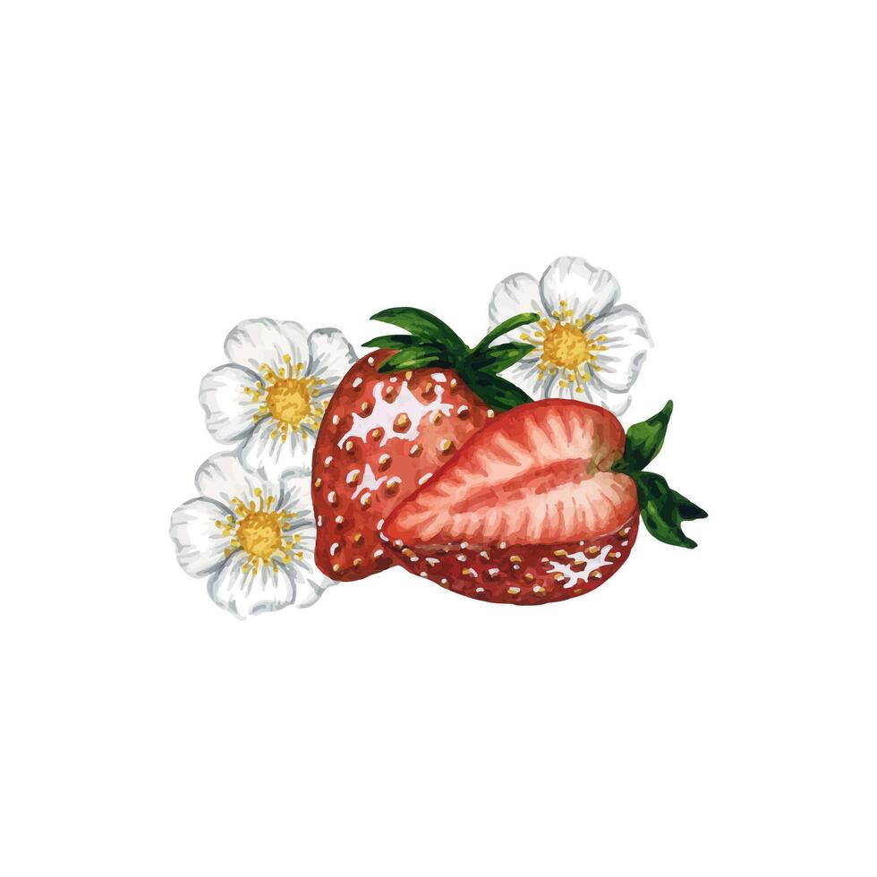 Ripe and juicy strawberries with green leaves and blooming flowers isolated on white background, hand drawn watercolor berries illustration. Ideal for background, pattern, postcard, greeting, logo. vector