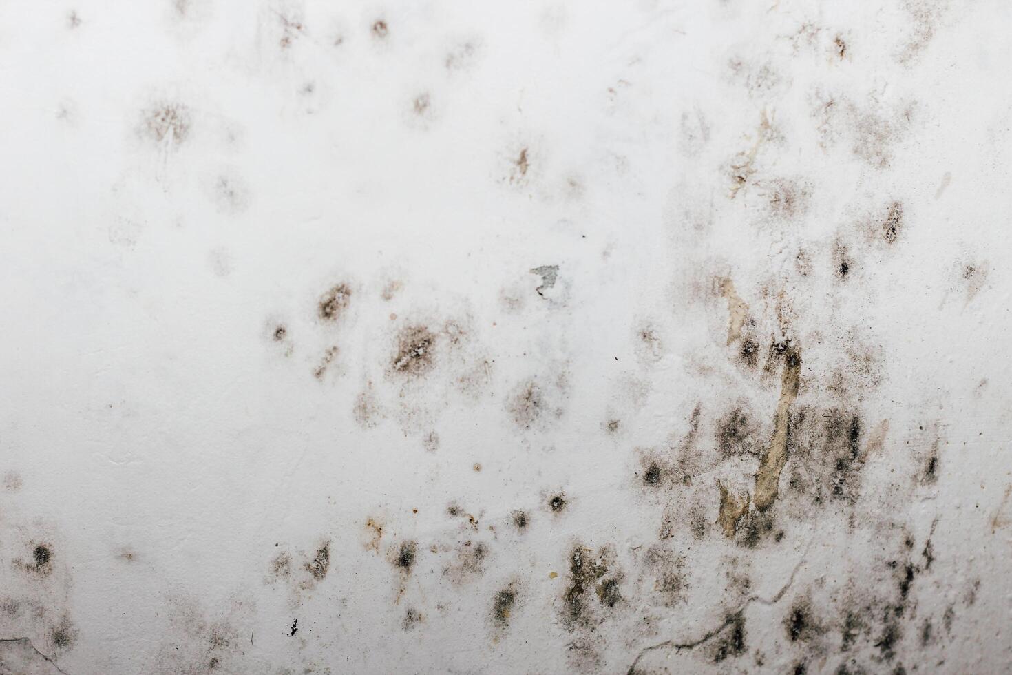 A blackened blooming fungus in the corner of the window. photo