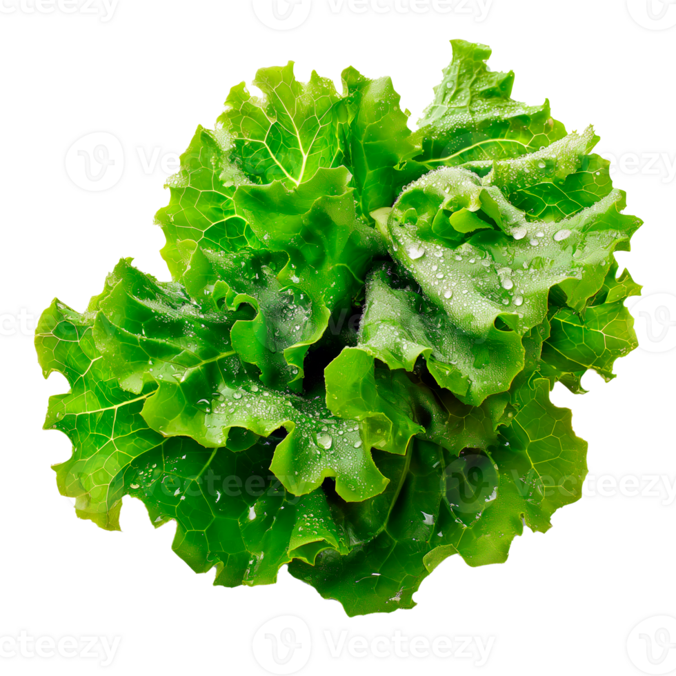 Fresh ripe green lettuce salad leaves isolated on transparent background. png