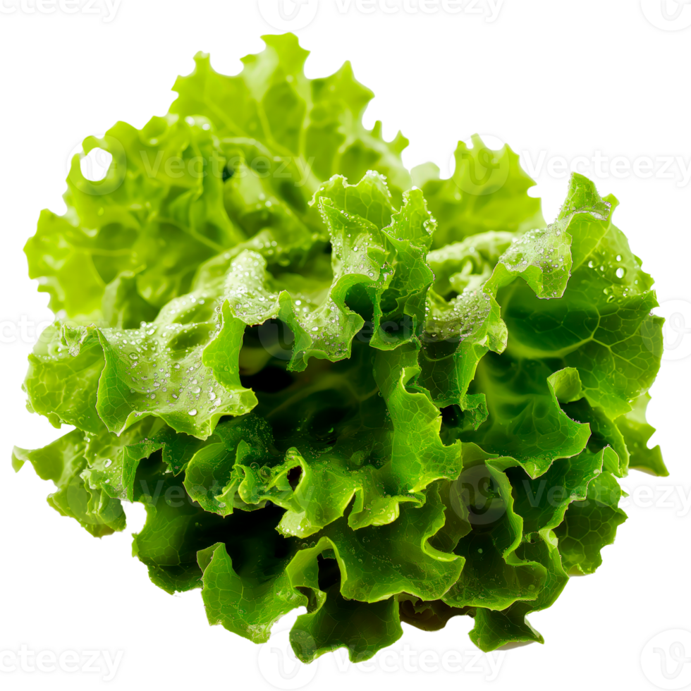 Fresh ripe green lettuce salad leaves isolated on transparent background. png