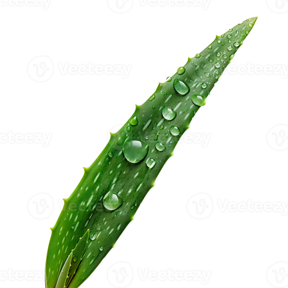 Fresh plant leaves of Aloe Vera over transparent background. png
